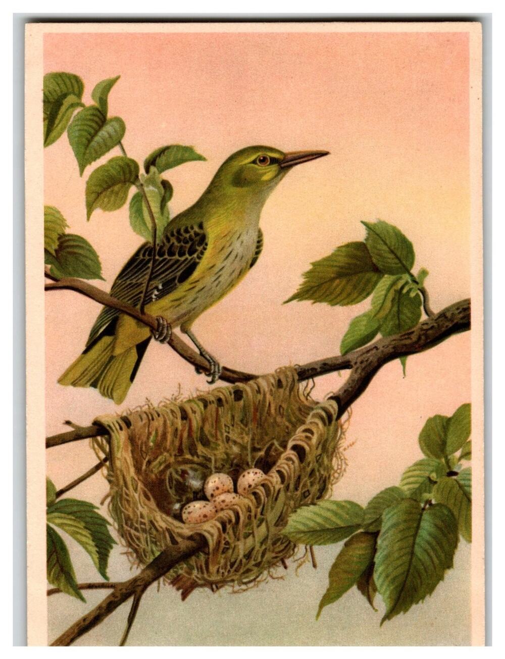 Vintage Oriole Bird Nest Eggs Russian Postcard Nature Illustration ЛВ 3063